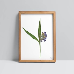 May include: A framed botanical print featuring a pressed flower with green leaves and small purple blooms. The artwork is set against a white background within a natural wood frame, creating a minimalist aesthetic.