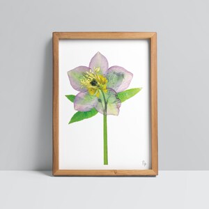 May include: A framed print of a watercolour painting of a single purple and green flower with yellow centre. The flower is in a simple wooden frame.