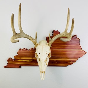State Shaped European Skull Mount Plaques