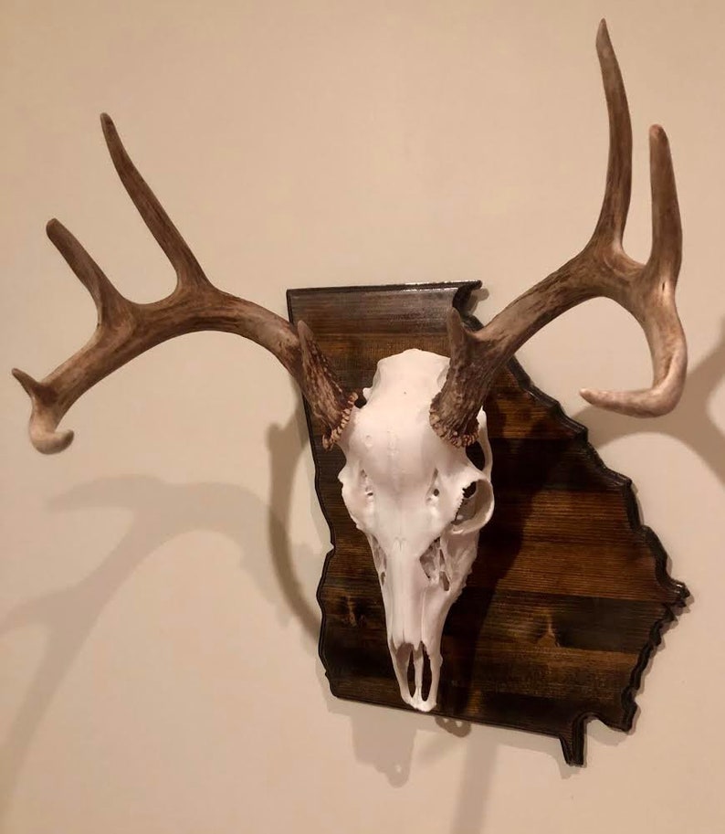 State Shaped European Skull Mount Plaques Etsy