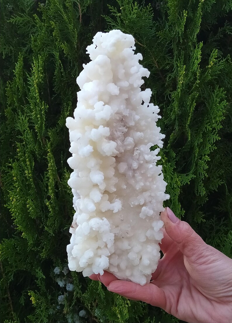 Aragonite Coral Specimen, Raw Greek Mineral, Healing Stone - Etsy