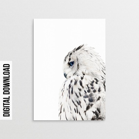 Sowa Druk Biała Sowa Drukuj Plakat Z Sowy Białe Wystrój Sowa Plakat Sowy Druk Skandynawski Portret Sowy Białe Nordic Print Ptak Print