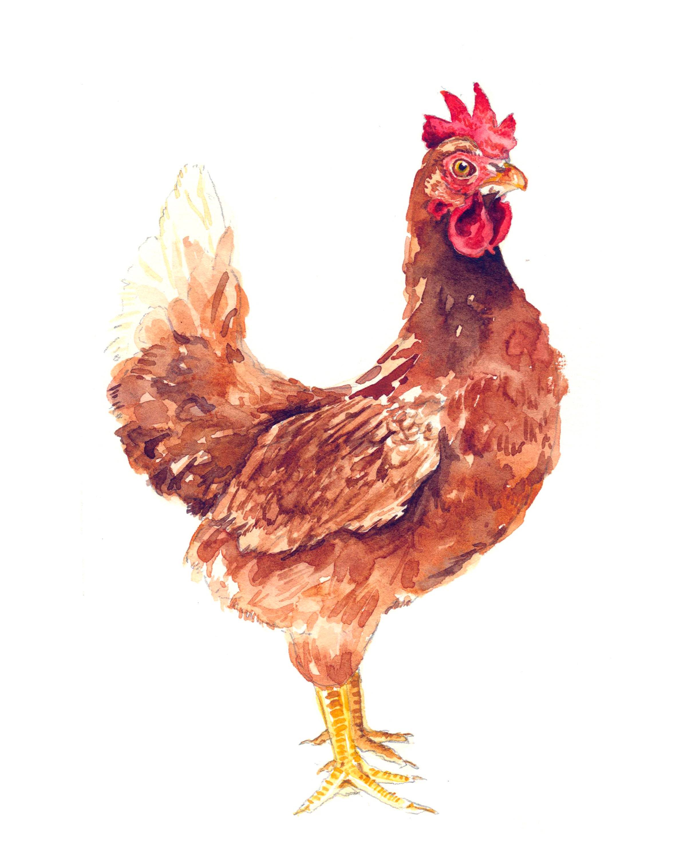 Watercolor Print Chicken Watercolor Chicken Art | Etsy Canada