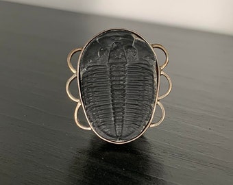 Trilobite Fossil Set in 925 Sterling Silver Brooch