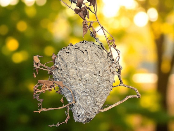 Large 16" Canadian Paper Wasp Nest on Lilac Branch - Fixed Shipping Cost