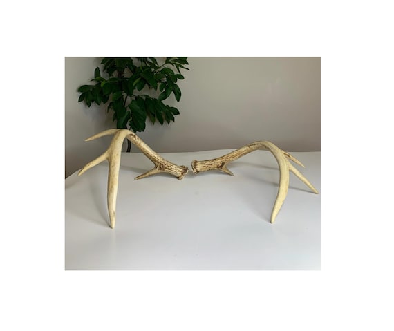 Set of Canadian 4 Point White Tail Deer Antler Sheds