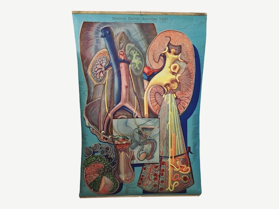 Large Vintage Anatomy Chart by Denoyer-Geppert - Anatomy Series KL 10 Urogenital System - Artist P.M. Larviere - Fixed Shipping Cost