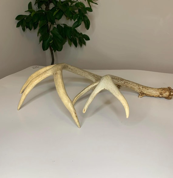 Pair (Not Set) of Canadian White Tail Deer Antler Sheds