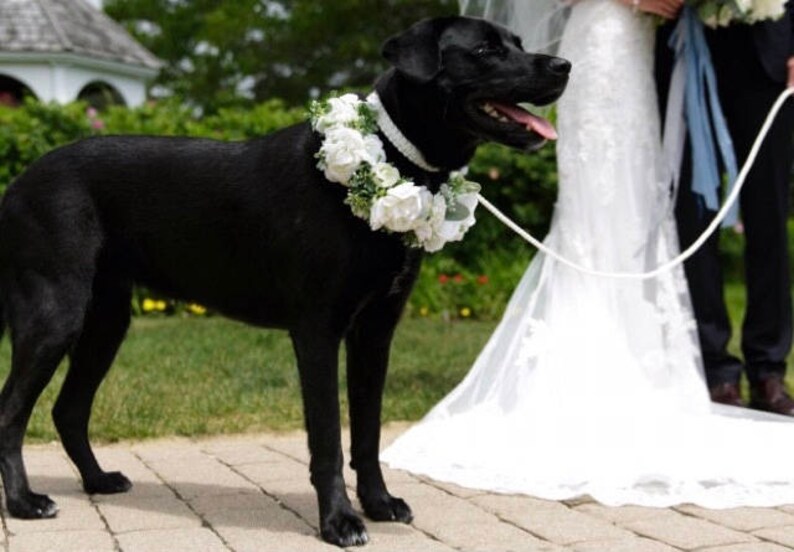 Light Duty Wedding Dog Leash and Collar Set Thin White Dog Etsy