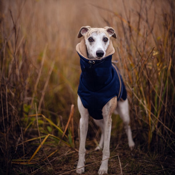 Navy blue waterproof winter coat for whippets, sighthounds and other dogs