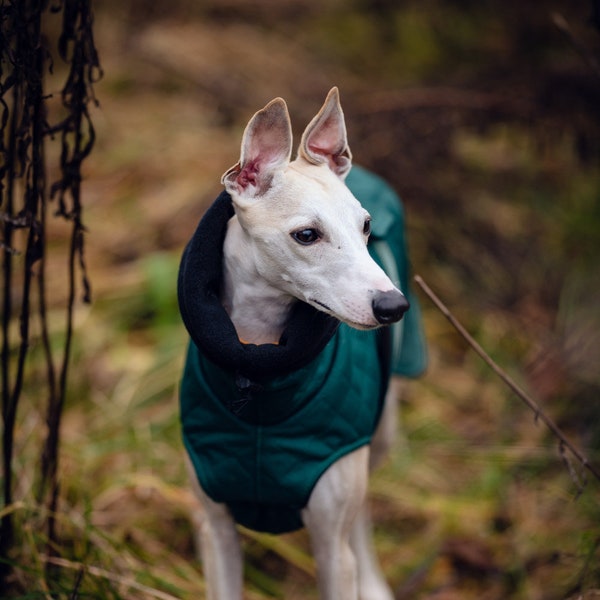 Waterproof winter coat for whippets, sighthounds and other dogs