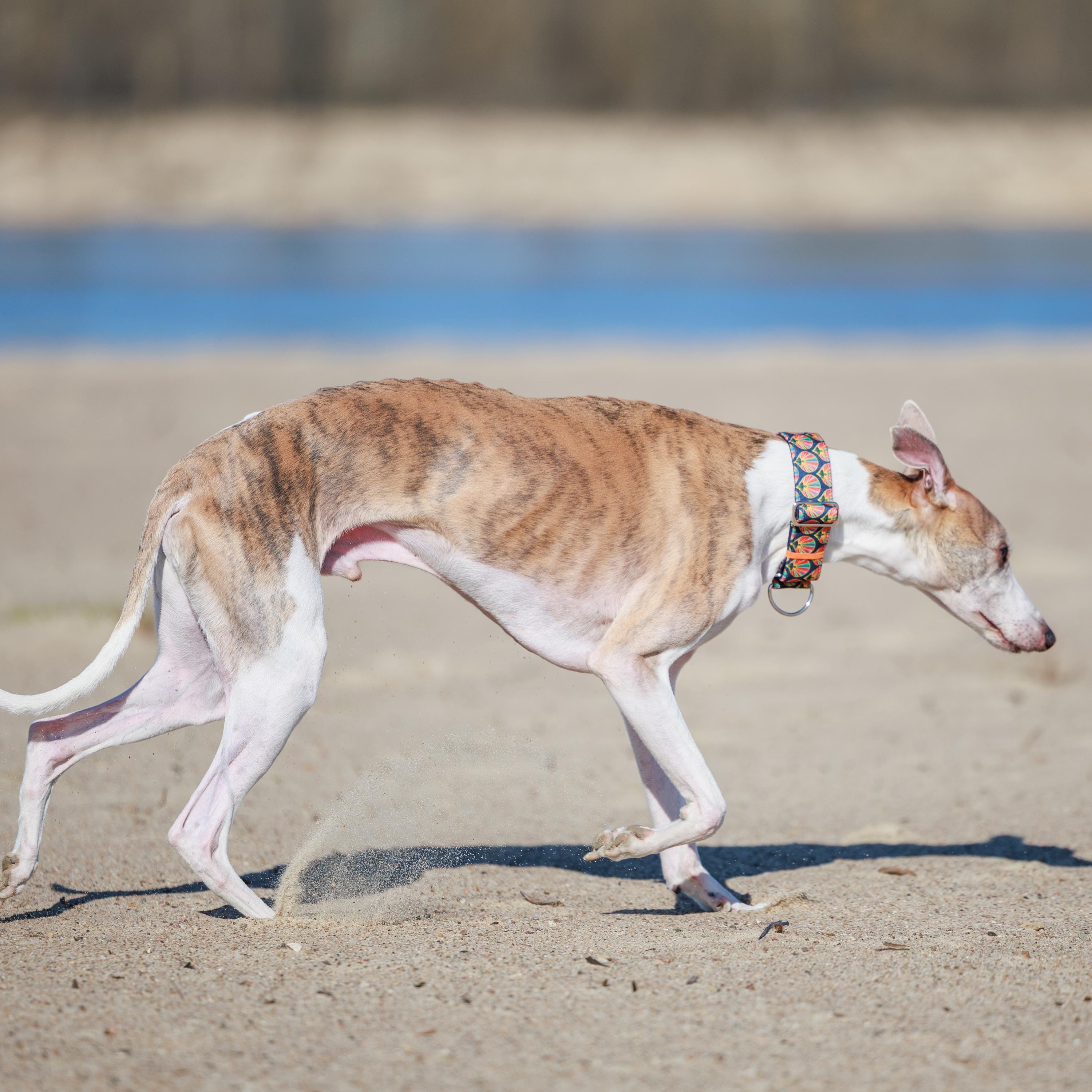 ウィペット、サイトハウンド、その他の犬用の美しく丈夫な首輪 - Etsy 日本
