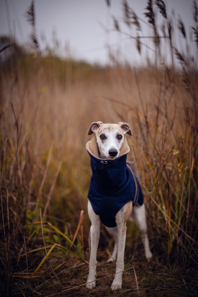 Manteau d'hiver imperméable bleu marine pour whippets, lévriers et autres chiens image 1