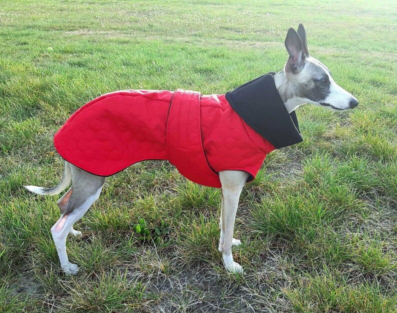 Waterproof winter coat for whippets sighthounds and other Etsy