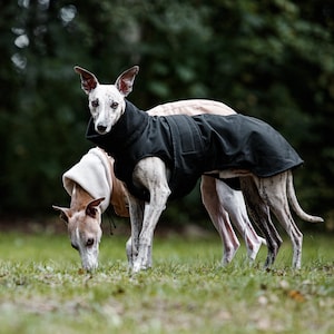 Black waterproof winter coat for whippets, sighthounds and other dogs