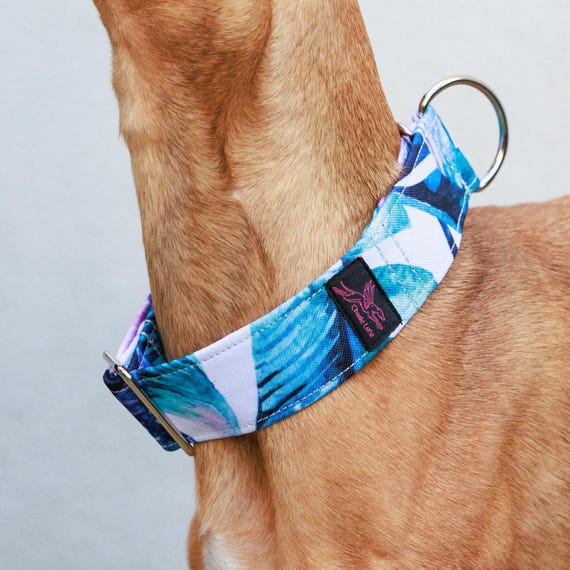 Wunderschnes & robustes Halsband fr Whippet, Windhund und Co - Etsy  sterreich