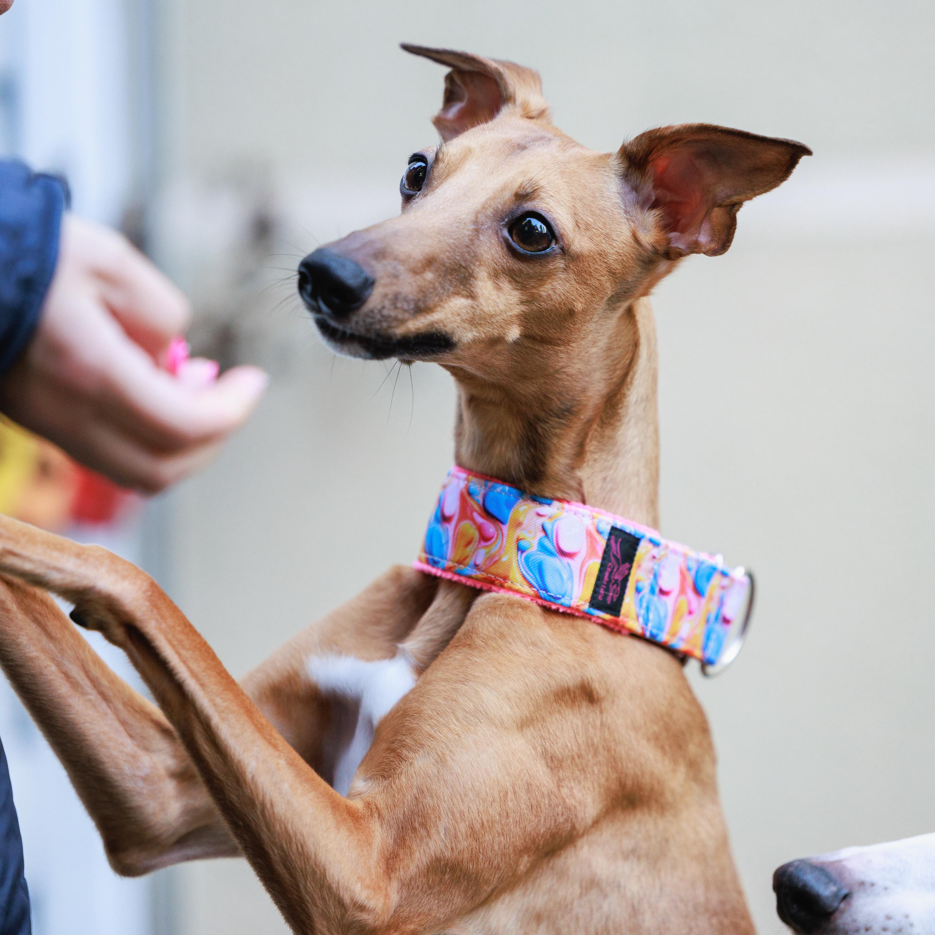 hundefutter bestellen online Online gesundes Hundefutter vom Rind bestellen