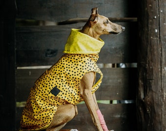 Waterproof raincoat for whippets, sighthounds and other dogs