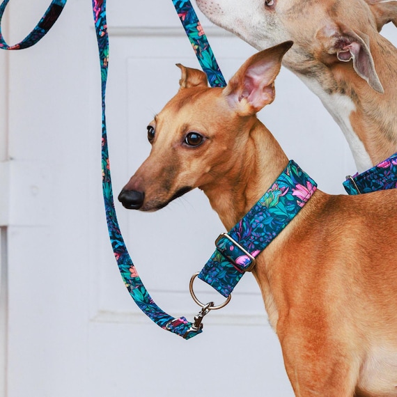Wunderschnes & robustes Halsband fr Whippet, Windhund und Co - Etsy.de