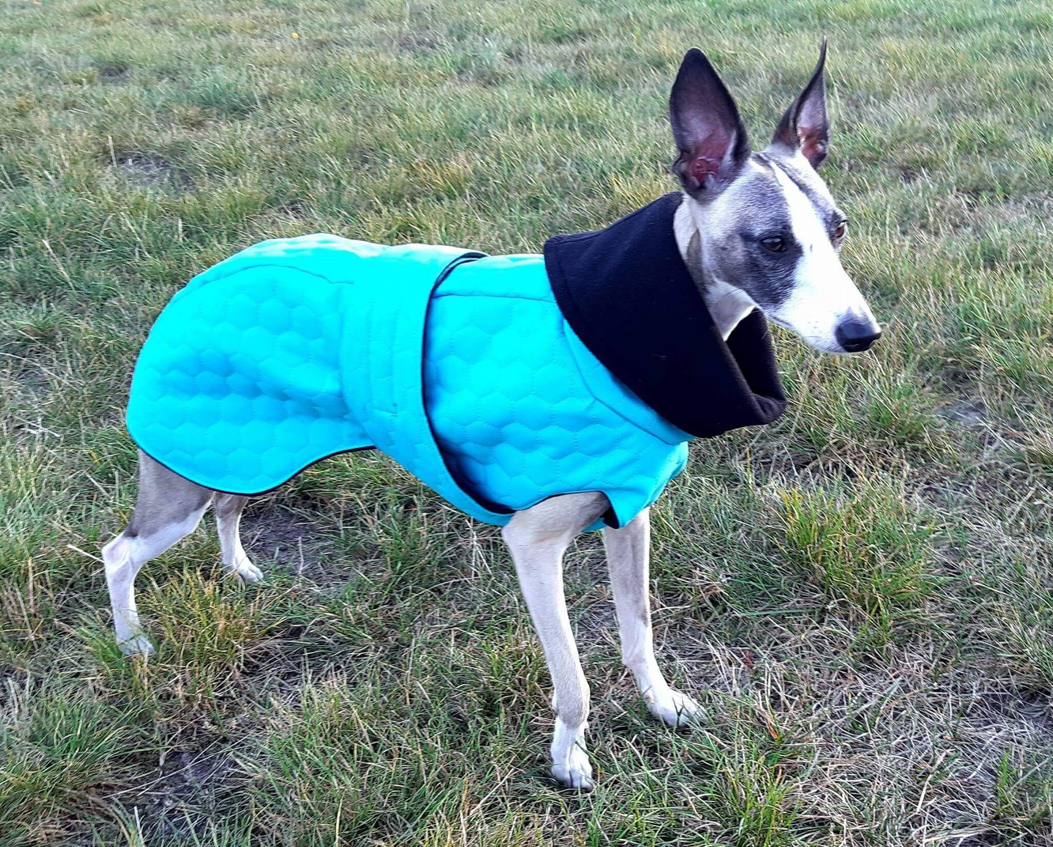 Waterproof winter coat for whippets sighthounds and other Etsy