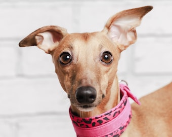 Collare per levriero / collare per whippet / collare per levriero italiano