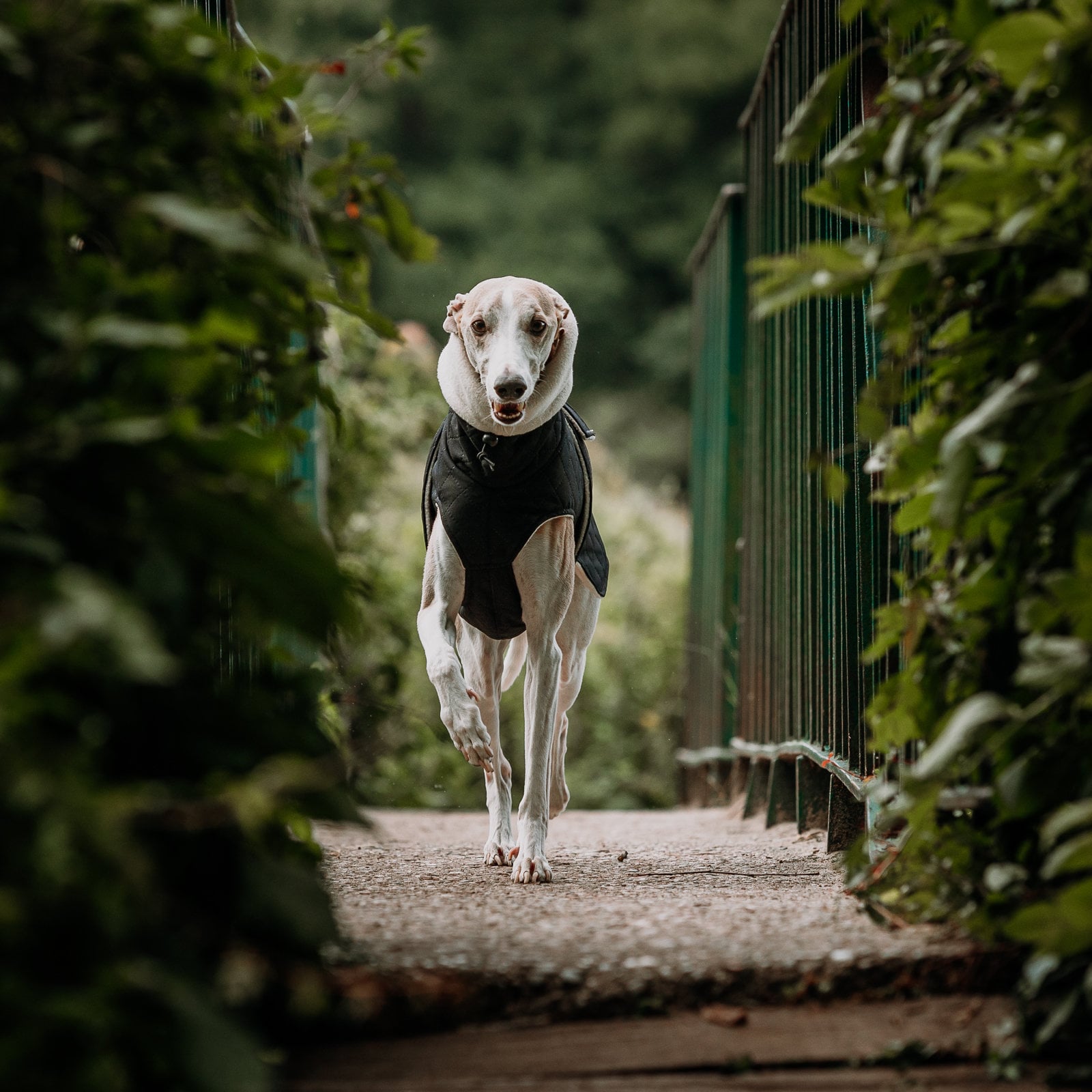 Etsy whippet coat 2025