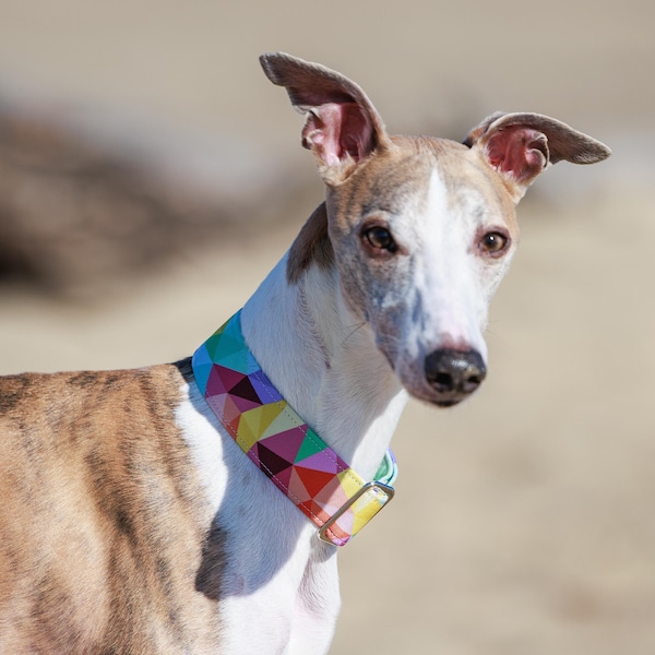 Hermoso y resistente collar para whippets, lebreles y otros perros.