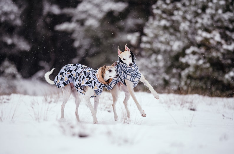 Waterproof winter coat for whippets, sighthounds and other dogs image 3