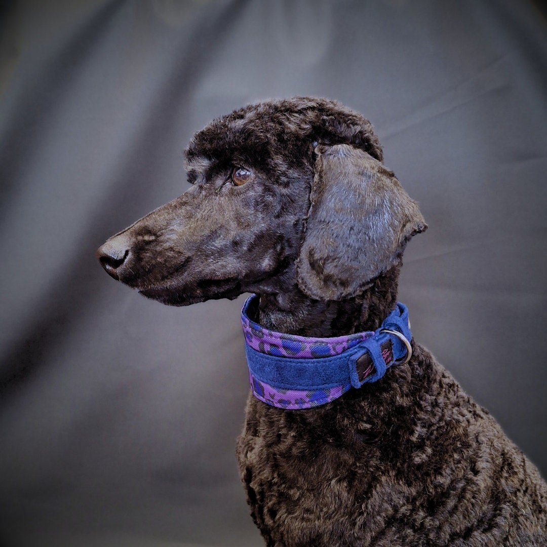 Poodle Collar UK