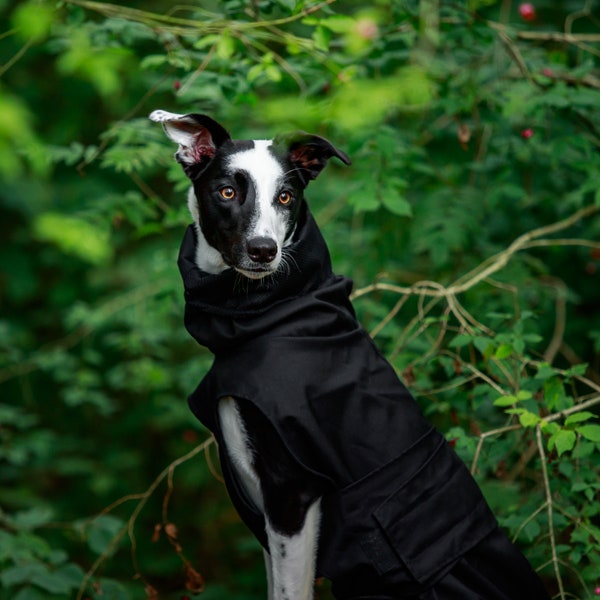 Waterproof raincoat for whippets, sighthounds and other dogs