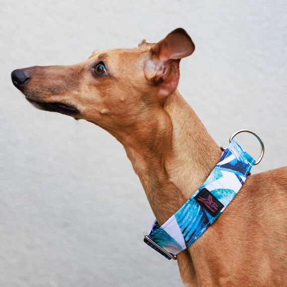 Wunderschnes & robustes Halsband fr Whippet, Windhund und Co - Etsy  sterreich