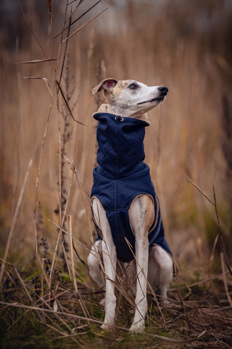 Manteau d'hiver imperméable bleu marine pour whippets, lévriers et autres chiens image 3