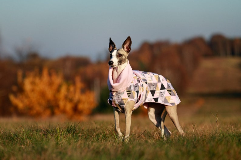 Waterproof winter coat for whippets, sighthounds and other dogs image 2