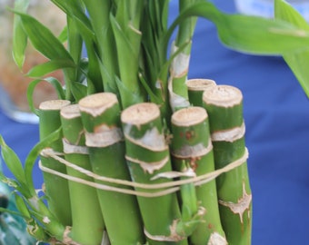 Lucky Bamboo Plant - Etsy