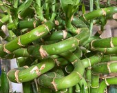 14 curly lucky Bamboo