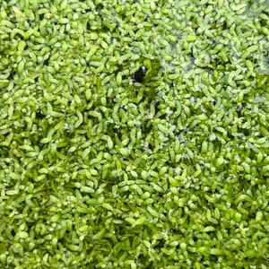 Duckweed handful