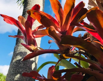 Fireball bromeliad 1-2 pups