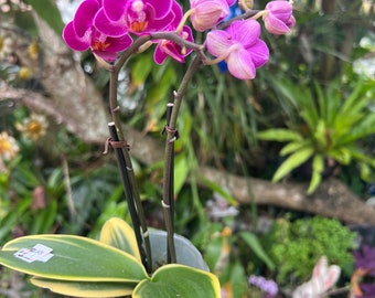 Variegated Phalaenopsis rare beauty