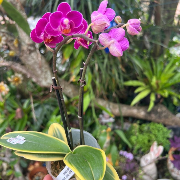 Variegated Phalaenopsis rare beauty