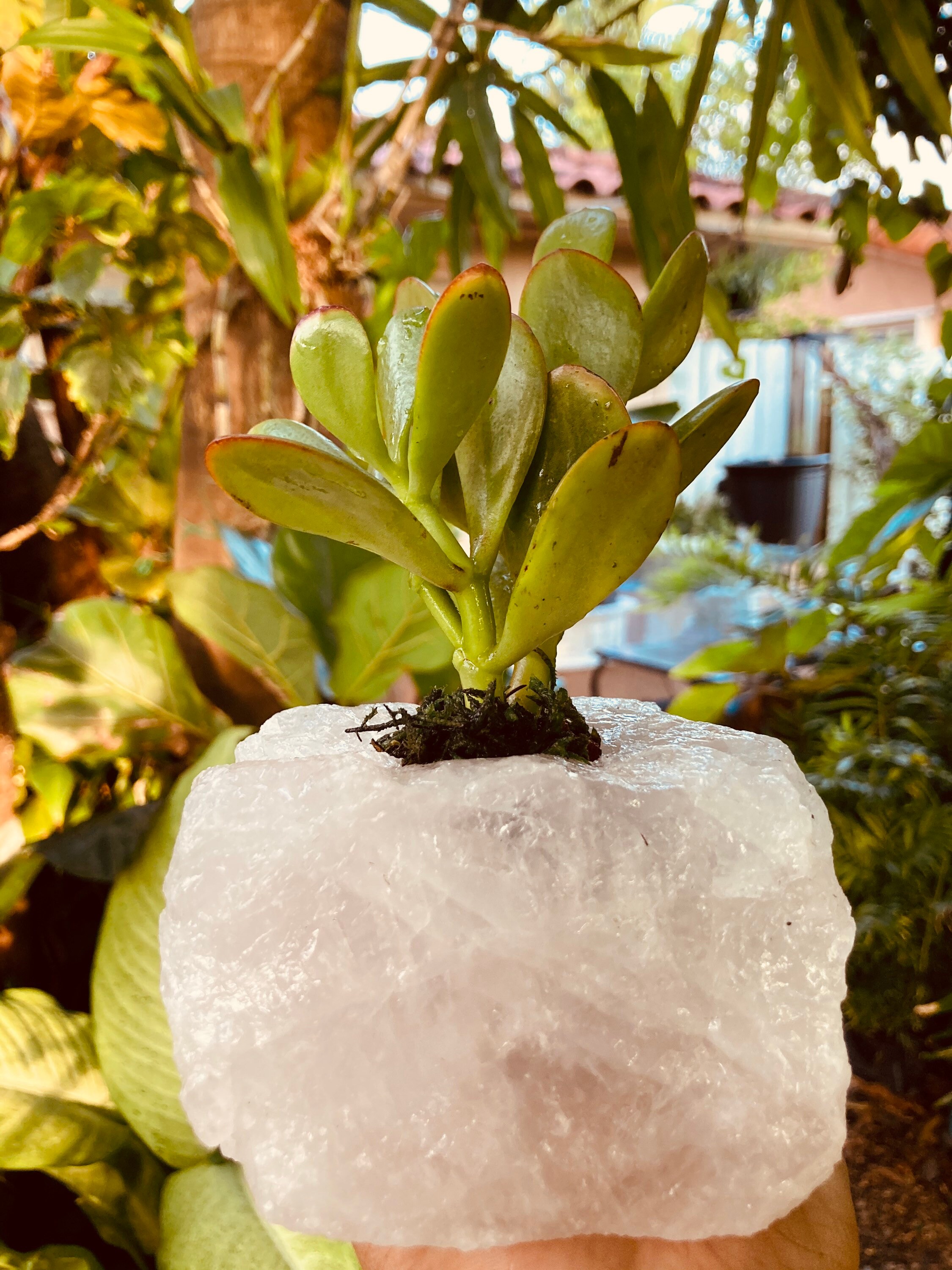 Jade in Rose Quartz | Etsy