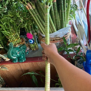 Lotus bamboo 10” tall each