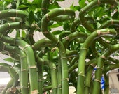 14 , 26 , or 30 inches curly lucky Bamboo