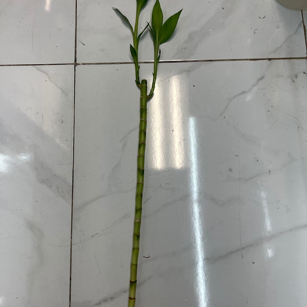 Lucky Bamboo tall straight