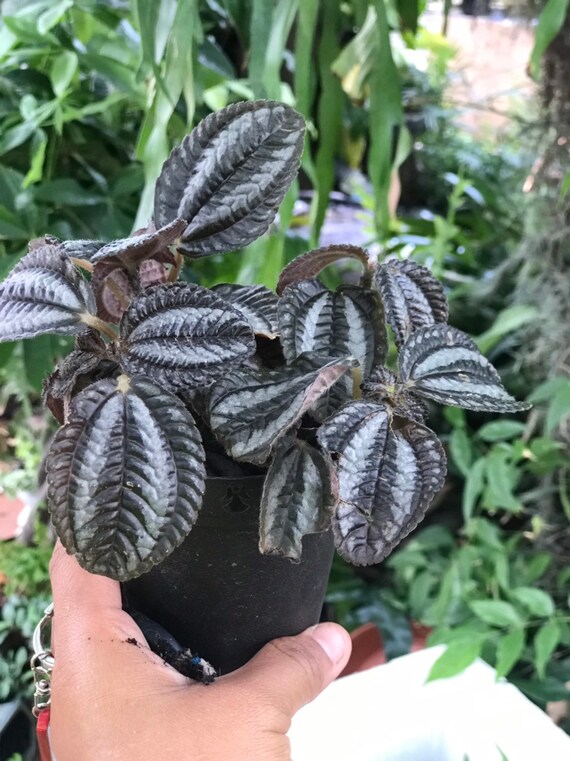 Pilea involucrata Pan Am Etsy