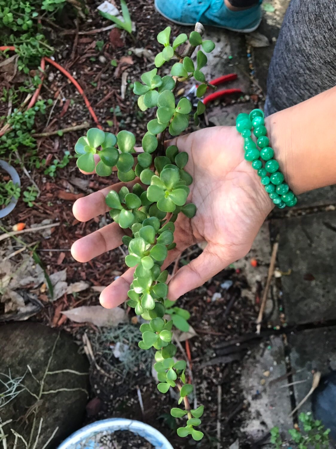 Jade Cuttings Etsy
