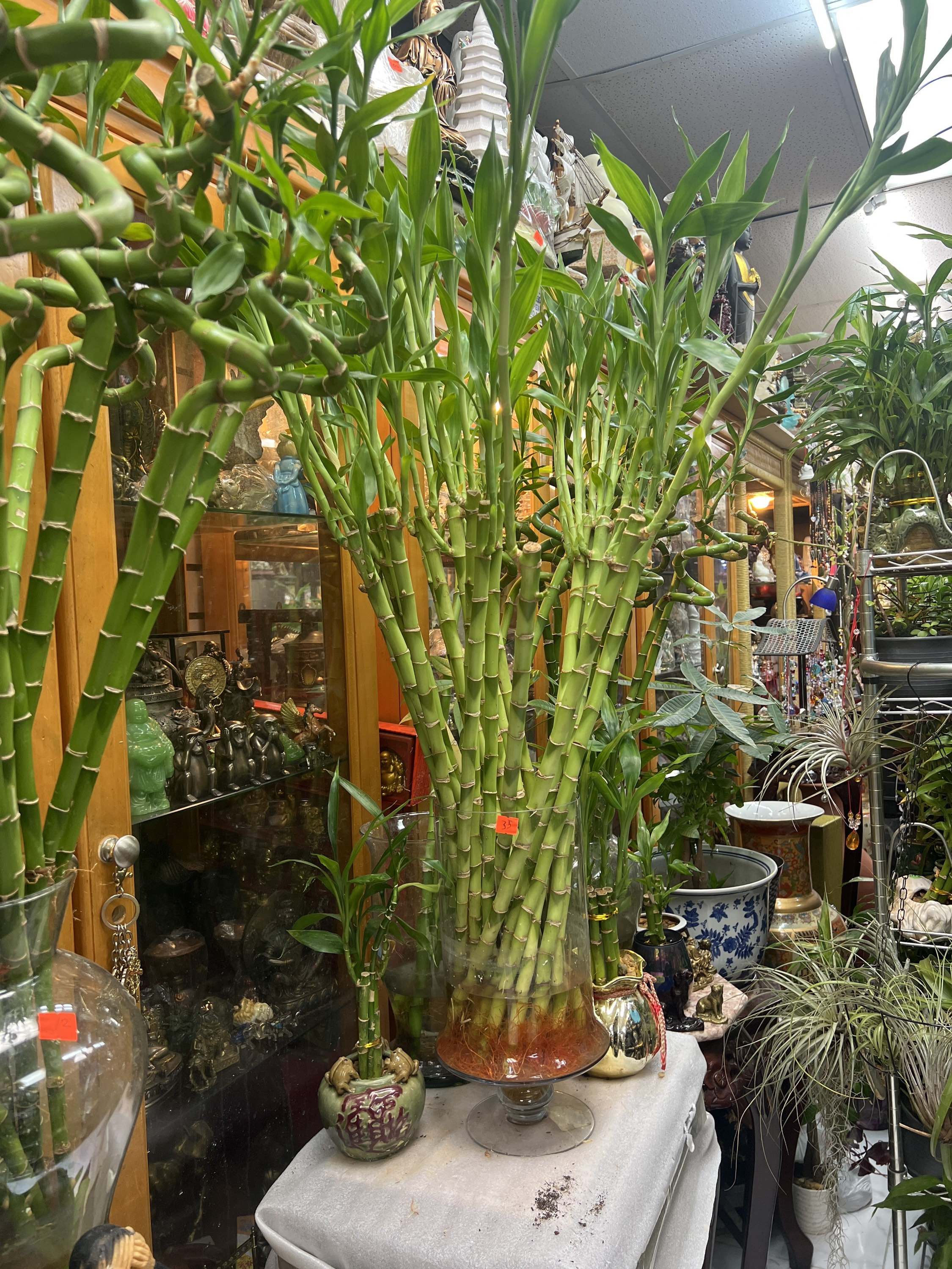 spider lily near me Spider Lily for Sale main image 0
