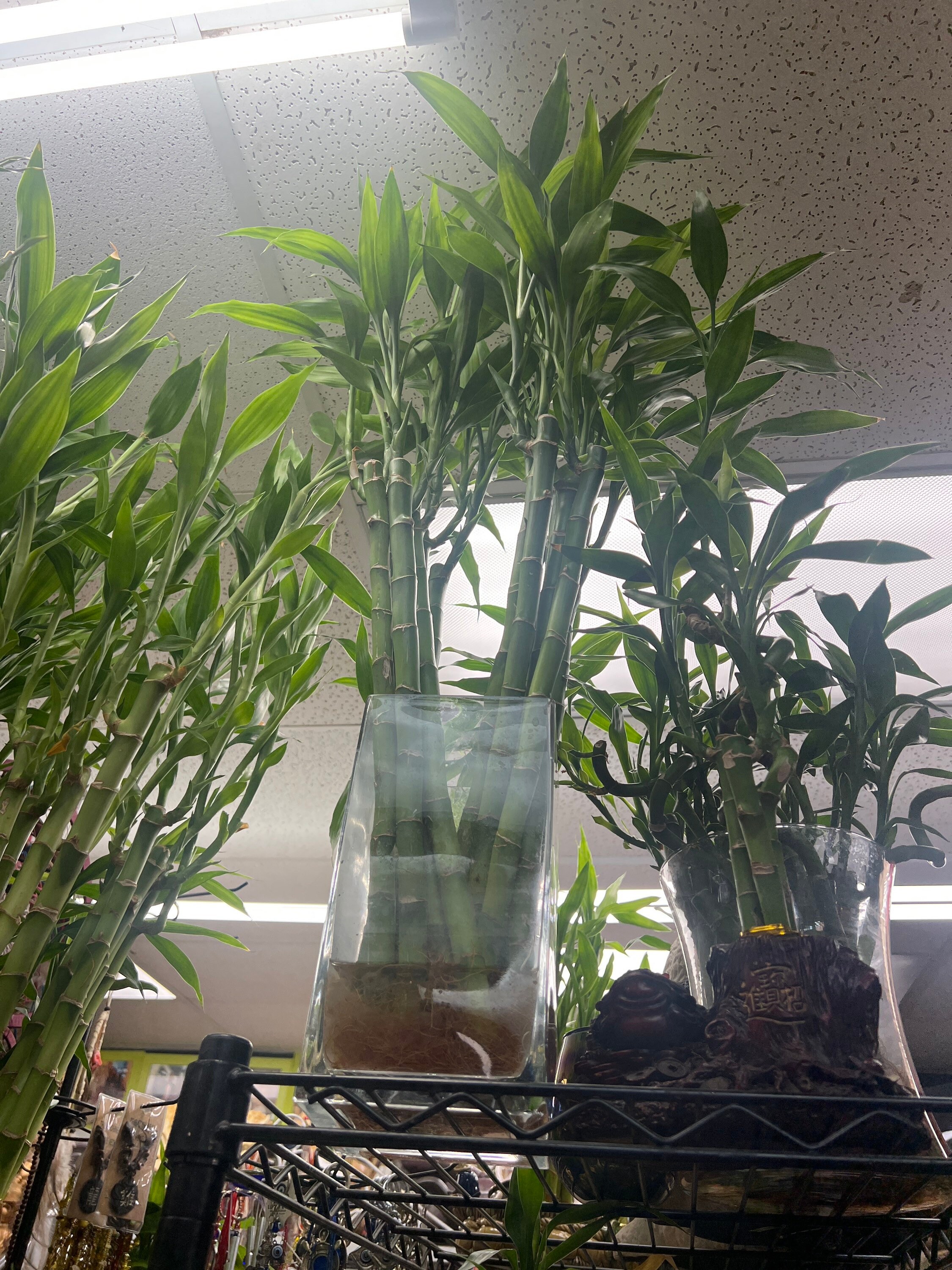 Lucky Bamboo Tall Straight - Etsy