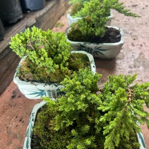 Juniper Nana Bonsai in traditional pot