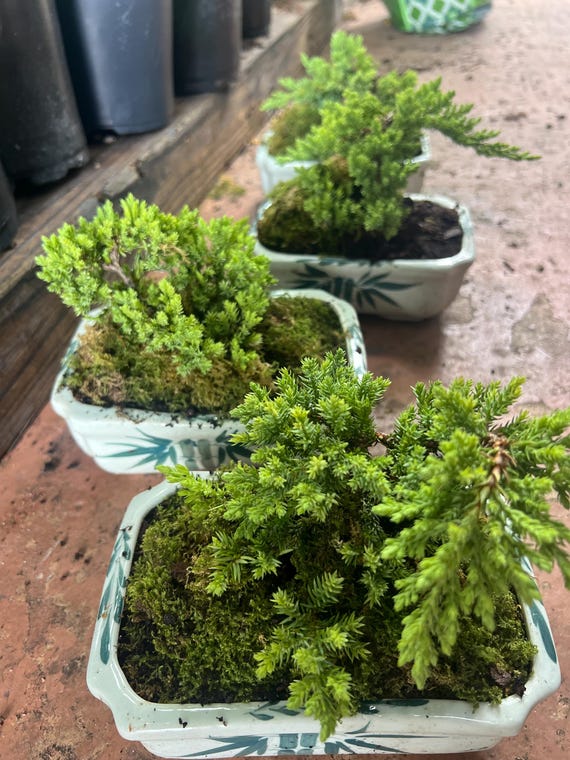 伝統的な鉢植えのジュニパーナナ盆栽 - Etsy 日本