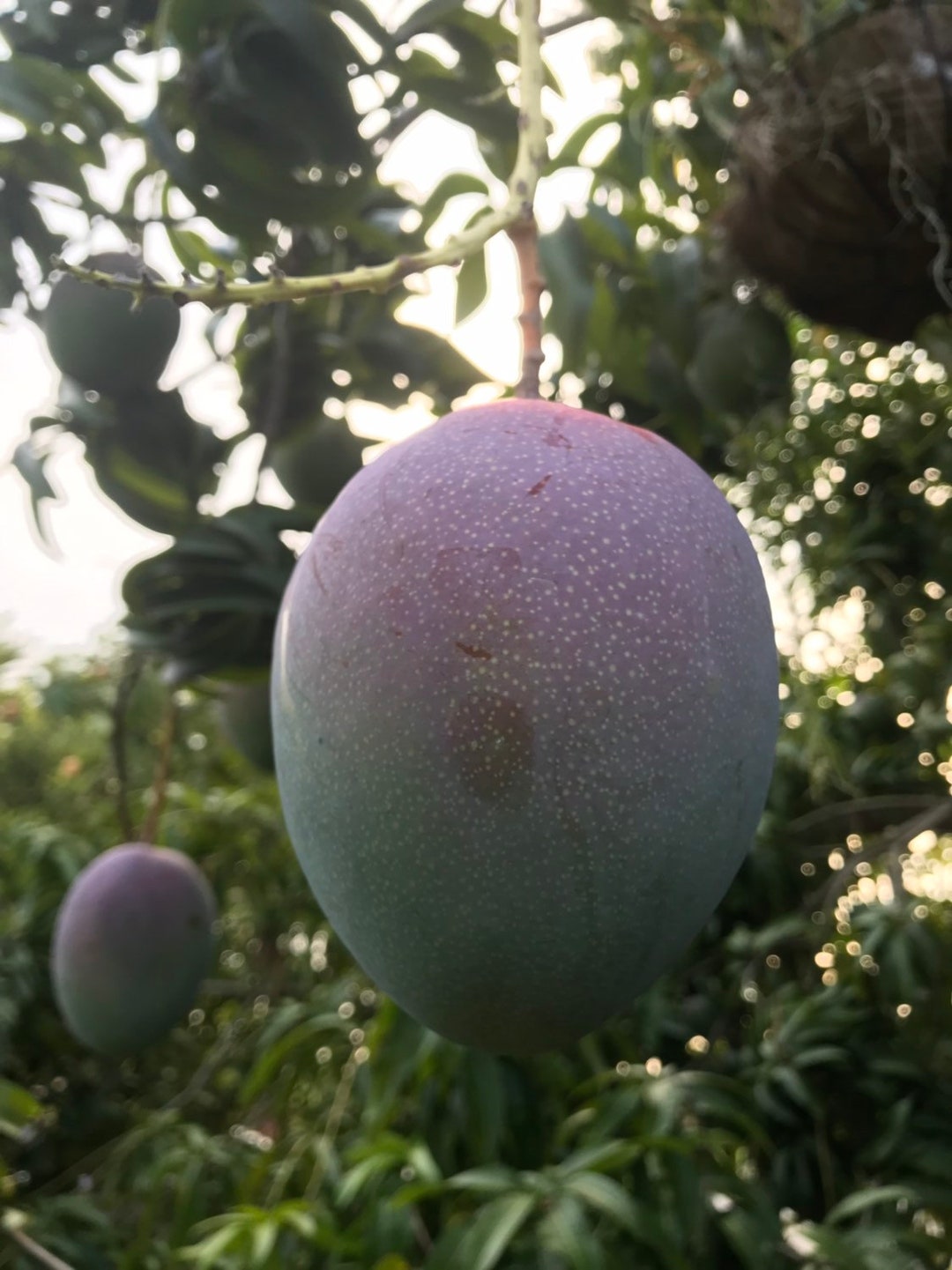 REAL MANGOES Organic/sustainable/american Made Etsy